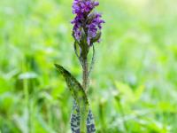 Knabenkraut Orchidee